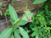 monarch butterfly caterpillar